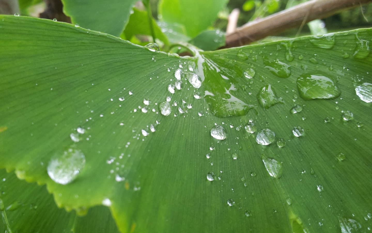 CARICOM : Une stratégie caribéenne ambitieuse face aux défis environnementaux mondiaux